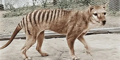 Учёные воскресят вымершего тасманийского волка с помощью сумчатых мышей -  Лайфхакер
