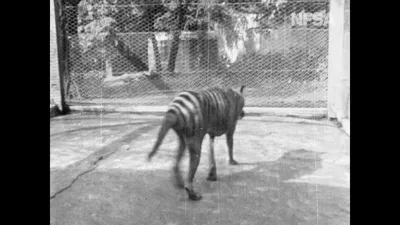 МИР ИСТОРИЙ on Instagram: \"🔘 Ученые полагали, что тасманский тигр вымер 80  лет назад, а теперь его снова обнаружили🔘 . Тасманский тигр, объявленный  вымершим в 1936 году, снова был замечен. \"Independent\" сообщает