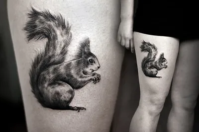 Марина Котова татуировка белка tattoo squirrel | Татуировки, Белка, Картинки