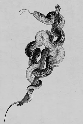 Эскиз тату змея и кинжал | Snake drawing, Snake tattoo design, Snake tattoo