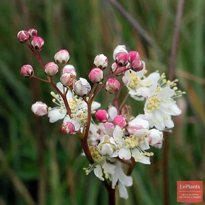 Таволга обыкновенная (Filipendula vulgaris) — описание, выращивание, фото |  на LePlants.ru
