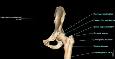 Анатомия тазобедренного сустава: МРТ-изображения (3 Тл) и трёхмерные  иллюстрации | e-Anatomy