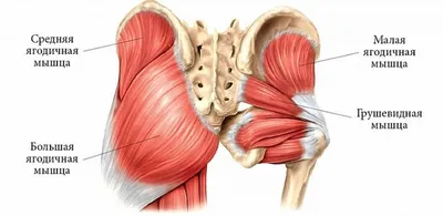 Анатомия тазобедренного сустава. Кости, мышцы, связки и физиология
