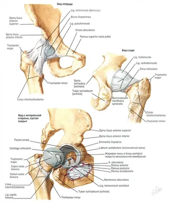 Тазобедренный сустав | Анатомия и физиология, Упражнения для йоги, Анатомия  человека