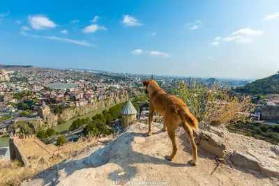 Тбилиси - город собак - LookAtIsrael.com - Увидеть Израиль и не только