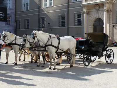 Лошадь. Езда в телеге по городу за травой.Horse. Riding in a cart through  the city for grass. - YouTube