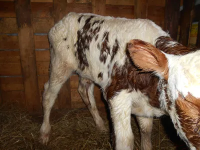 Айширская порода коров | Породы КРС форум на Fermer.ru / Стр. 15 из 62
