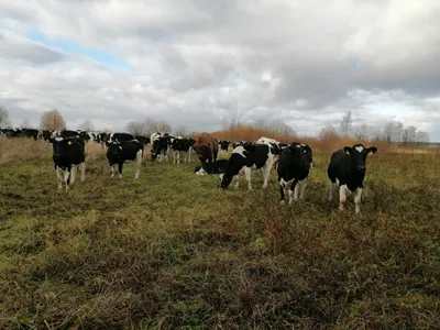 В Глубокском районе со стадом коров пасется зубр