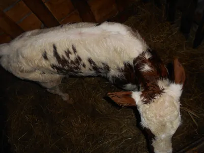 Айширская порода коров | Породы КРС форум на Fermer.ru / Стр. 15 из 62