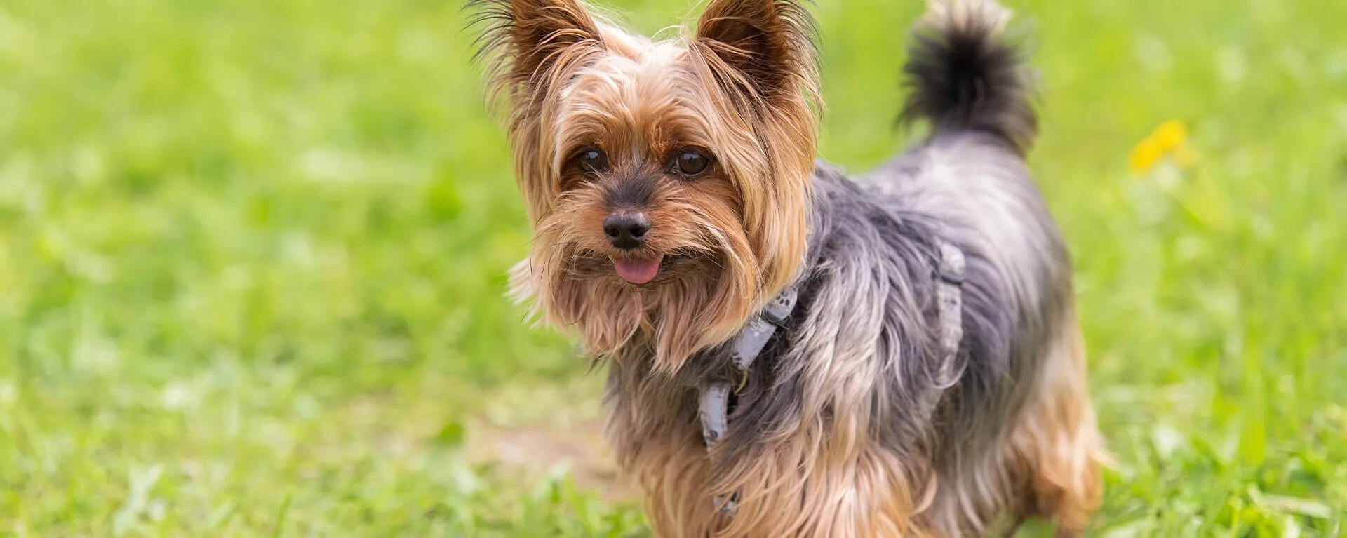 Yorkshire Terrier in the Park. Dog portrait