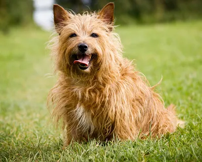 Австралийский терьер (Australian Terrier) - это очаровательная, умная и  ласковая порода собак. Описание, фото, отзывы.