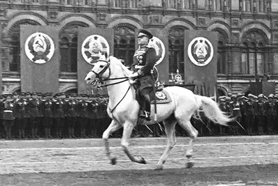 Терская порода лошадей. Большая российская энциклопедия