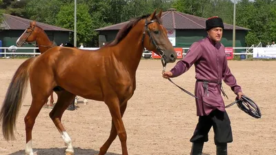 Tersk horse Tayfun в 2023 г | Лошади