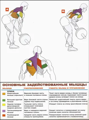 Как делать тягу штанги в наклоне, чтобы хорошенько прокачать спину -  Лайфхакер