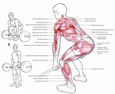 Тяга штанги в наклоне (видео) — SportWiki энциклопедия | Штанга,  Тренировочные упражнения, Спорт