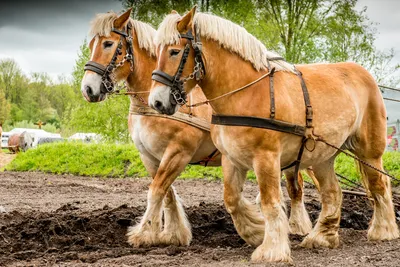 Русская тяжеловозная - фотографии - equestrian.ru