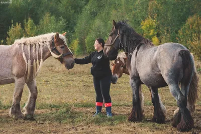 Разведение лошадей