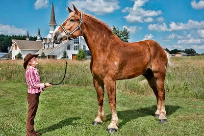 Русская тяжеловозная - фотографии - equestrian.ru