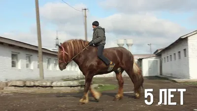 Русский тяжеловоз – порода лошади. Сайт про зверей - ZveroSite.ru