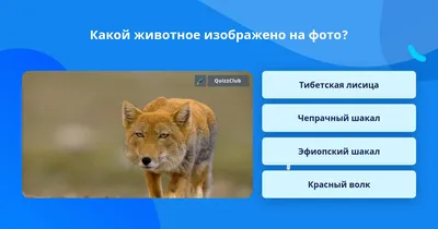 Тибетская лиса от Рататоск за 24 апреля 2016 на Fishki.net