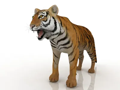 Тигр 3d фото