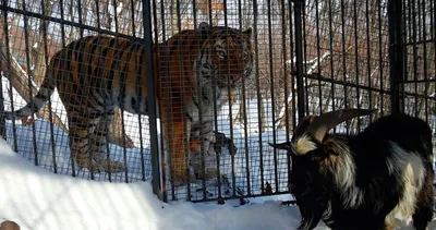 Тигр Амур и козел Тимур \"призовут\" к человечности — 29.12.2015 — В России  на РЕН ТВ