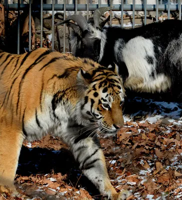 Goat Becomes Pals With Tiger Who Was Supposed to Eat It