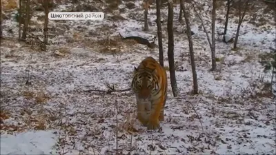 🐯и 🐐 на тропе дружбы Амурский …» — создано в Шедевруме