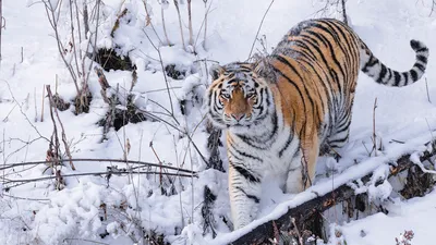 Тигра На Черном Фоне Черный И Белый Красивый Тигр — стоковые фотографии и  другие картинки Германия - iStock