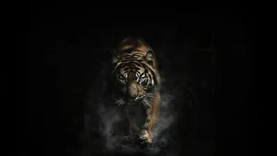 Тигр hd фото