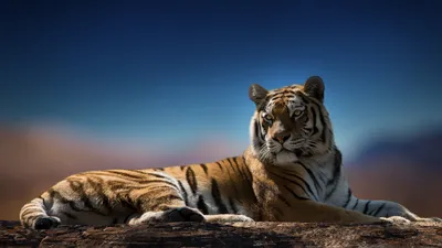 тигр хищник окрас взгляд HD обои для ноутбука | Tiger pictures, Animals  wild, Wildlife wallpaper