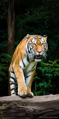 Pin by Rohit on Animals HD wallpaper | Tiger photography, Big cat species,  Pet tiger