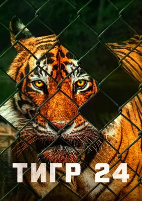 Тигр 24» (фильм, Tiger 24, документальный, сша, 2022) | Cinerama.uz -  смотреть фильмы и сериалы в TAS-IX в хорошем HD качестве.