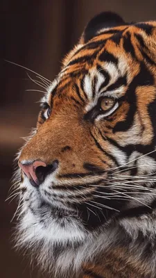 Обои тигр, 4k, HD, суматранский, глаза, шерсть, взгляд, Tiger, 4k, HD  wallpaper, Sumatran, amazing eyes, fur, look, ОС #878