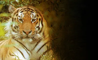 Pic. #Wallpaper #Wide #Tiger #Beautiful, 358310B – Unique HD Wallpapers