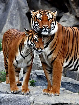 Тигры пары - картинки и фото koshka.top
