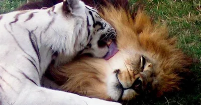 Любовь не знает границ: африканский лев и тигрица-альбинос живут вместе в  зоопарке