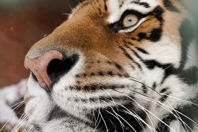 Амурские тигры: любовь и дети | Московский Зоопарк | Дзен