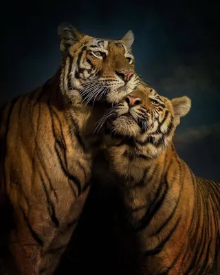 Влюбленные тигры - 78 фото