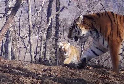 Земля больших кошек: где в России можно увидеть диких тигров, леопардов и  лесных котов: Природа: Моя страна: Lenta.ru