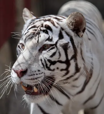 Сколько тигров обитает в Минском зоопарке? | Вопрос-ответ | АиФ Аргументы и  факты в Беларуси
