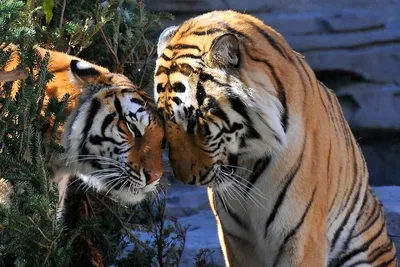 Невероятная дружба тигрицы и девушки!