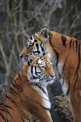 Лев и тигрица - 69 фото
