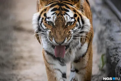 Верность Жизель. Пермская тигрица не смогла забыть своего возлюбленного |  ПОДРОБНОСТИ | ОБЩЕСТВО | АиФ Пермь