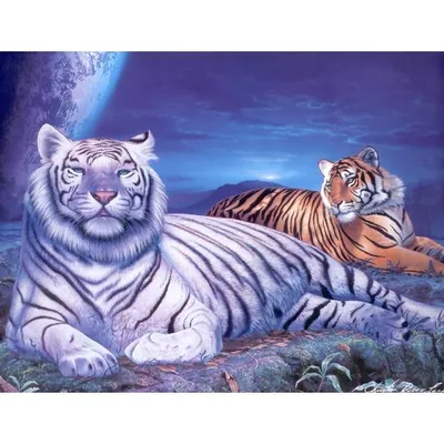 Влюблённые тигры | Пикабу