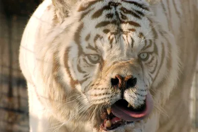 белый тигр кенни - Поиск в Google | White tiger, Tiger, White tiger cubs