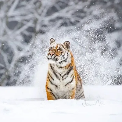 Тигр на снегу фотографии