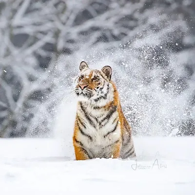 Тигр на снегу фото