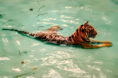 Белый тигр под водой» — создано в Шедевруме