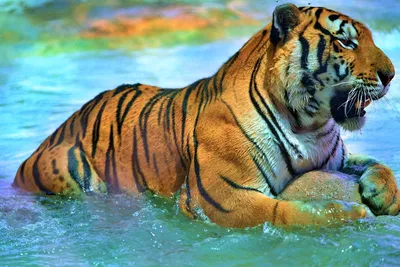 Тигр воды стоковое изображение. изображение насчитывающей поплавок -  10091329